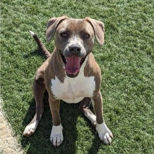 Meet your Posher, Lisa.